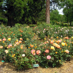 Trandafiri din țară (38 poze) deosebit de rezistente, plante perene, cum să realizați fotografii și videoclipuri