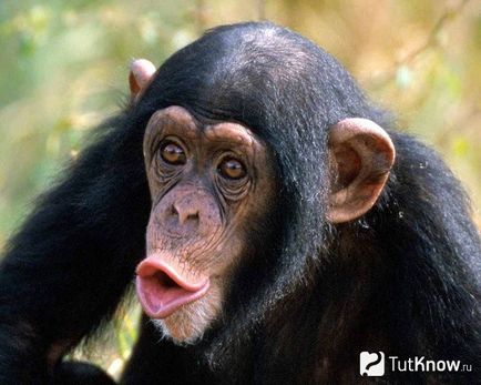 Conținutul Cimpanzeu la domiciliu