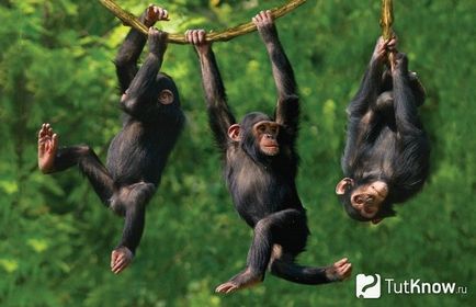 Conținutul Cimpanzeu la domiciliu