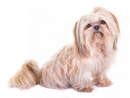 Shih Tzu câine Descriere rasa cu fotografii, ce fel de caracter, comentarii