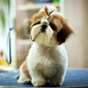 Shih Tzu câine Descriere rasa cu fotografii, ce fel de caracter, comentarii
