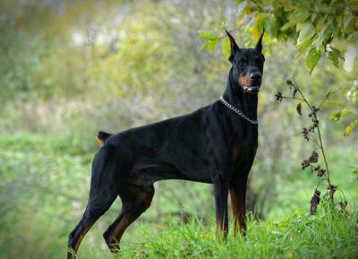 câine Acasă