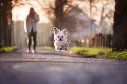 Câinele ruleaza pe o plimbare sau la domiciliu