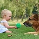 Câini pentru protecția casei private și de familie, țară, apartamente, copii, cel mai bun și ce rasa
