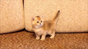 Conținutul de aur chinchilla o atenție deosebită de pisica, fotografie britanic pisică
