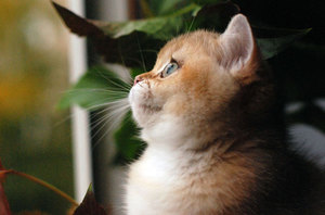 Conținutul de aur chinchilla o atenție deosebită de pisica, fotografie britanic pisică