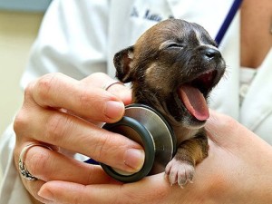 Sfaturi pentru îngrijirea Yorkshire Terrier și conținutul acestora