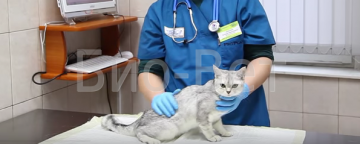 Pecingine la pisici - simptome și tratament