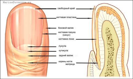 Structura de cuie