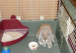 Toaletă pentru iepuri pot fi instruiți ca un iepure la tigaie, și ce pot să apară dificultăți în acest