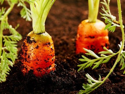 Îngrășăminte pentru morcovi care au aplicat la sol la plantare și creștere