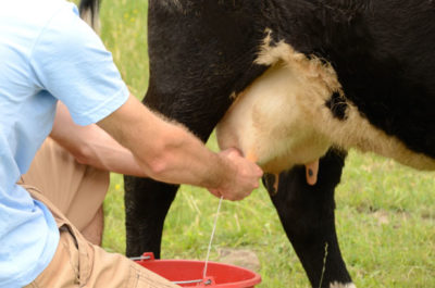 Vaca ugere umflate o parts decât pentru a trata răni și lovit sânul