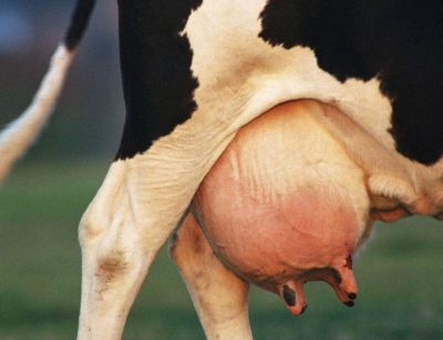 Vaca ugere umflate o parts decât pentru a trata răni și lovit sânul