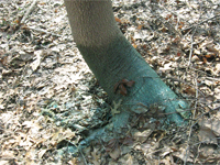 Distrugerea preparatelor copaci, erbicide, metode; distrugerea chimică a arborilor, sfaturi -