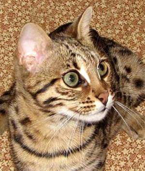 fotografii pisica Ussuri, pisica apariția Ussuri rasa de pisici, istorie caracteristici exterioare
