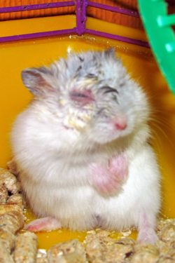 Hamsterii nu se deschid ochii (sau festers) ce să facă la domiciliu