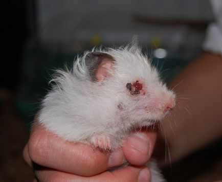 Hamsterii nu se deschid ochii (sau festers) ce să facă la domiciliu