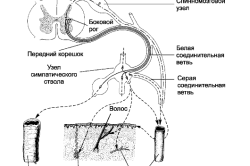 Autonom structura sistemului nervos și a funcției