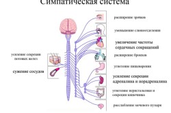 Autonom structura sistemului nervos și a funcției