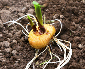 Cultivarea Gladiole la domiciliu, sfaturi pentru incepatori