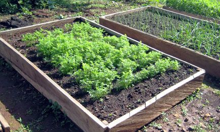 Cultivarea morcovi, îngrășăminte, fertilizarea