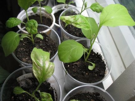 Cultivarea răsaduri de vinete în casă - secretele de creștere