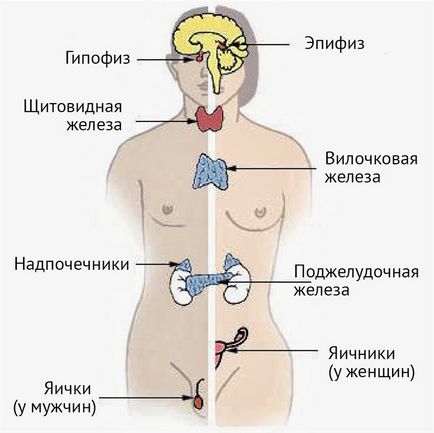 Doctor in glandei tiroide - numele și de ce este necesar să se cunoască despre ea