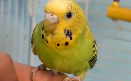 Totul despre budgies și de ce sunt așa-numitele, foto și video