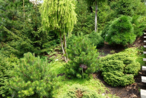 Coniferele pentru numele Gardens, fotografie, conifere ornamentale, molid, foioase, pin,