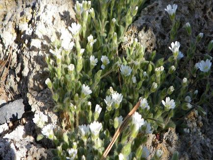 Rocoina (tserastium) fotografii și specii, de plantare și îngrijire de plante