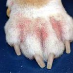 boli de piele în simptome câini și tratament cu fotografii și nume în formă de acnee, dermatita atopica
