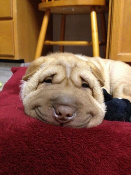 25 de câini fericit care știu cum să zâmbească
