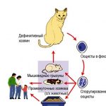 Analiza urină de pisică