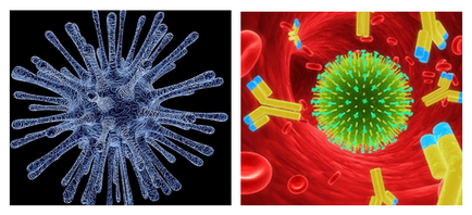Ce este un anticorp cu virusul