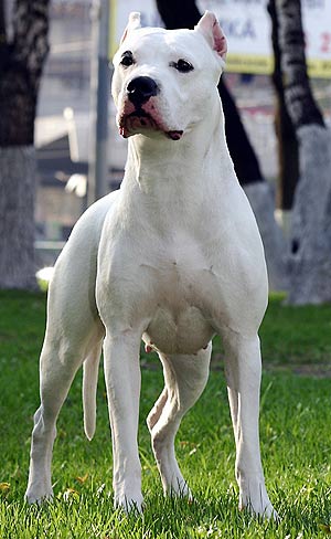 câine de câine de luptă