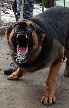 câine de câine de luptă
