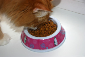 Sterilizata mâncare pentru pisici