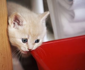 Fie că este posibil să se hrănească mâncare de pisici uscată