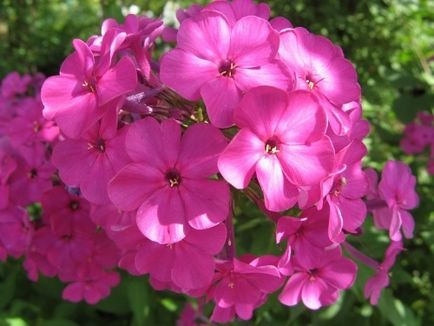 Ce a planta un Phlox