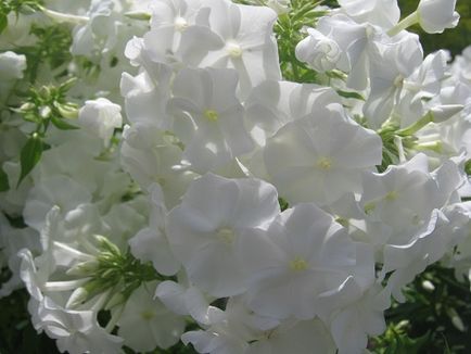 Ce a planta un Phlox