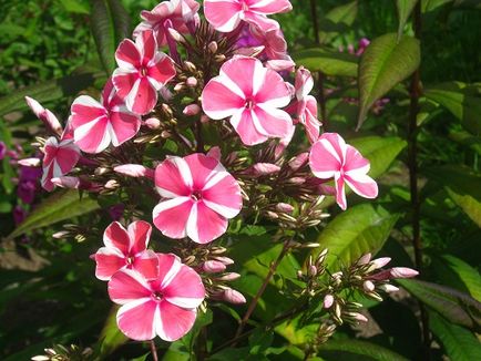 Ce a planta un Phlox