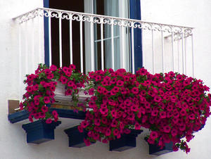 Flori în creștere pe balcon