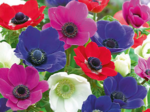 Ce a planta Anemone