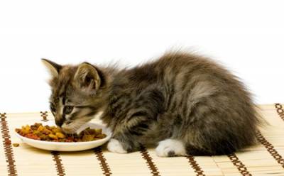 Dieta pentru pisica