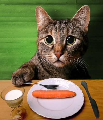 Dieta pentru pisica