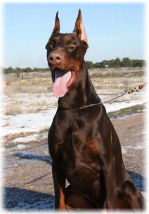 Dobermann fotografie, descriere rasa, conținutul de câine de securitate serviciu