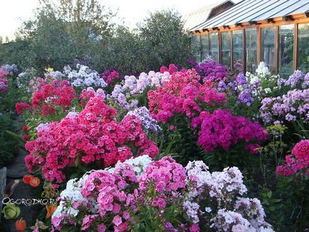 Ce a planta un Phlox