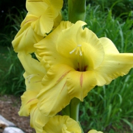 Ce plantat gladiole