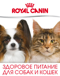 Canin Royal hrănire pentru