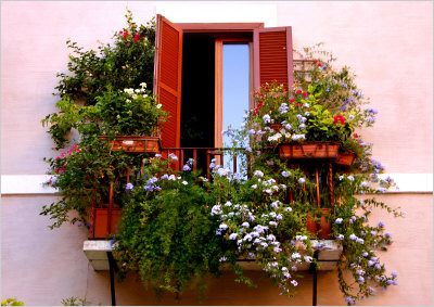 Flori în creștere pe balcon